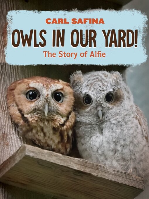 Cover of Owls in Our Yard!